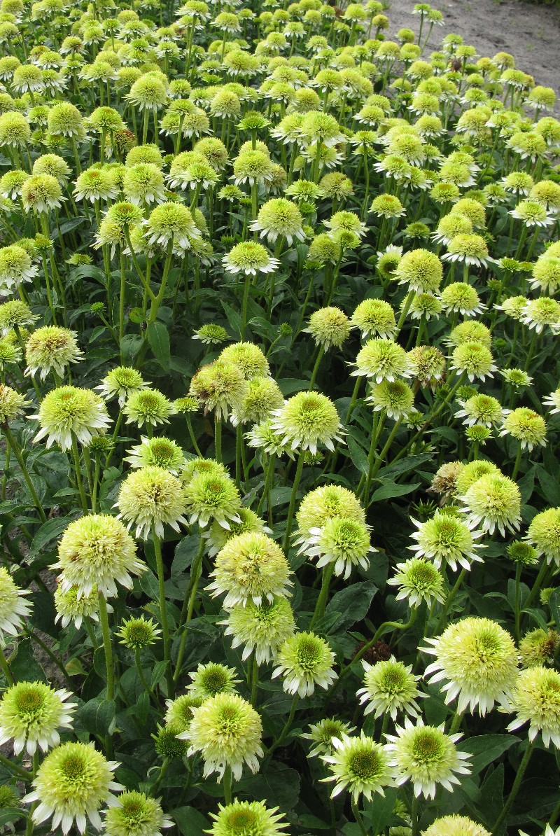Echinacea purpurea 'Greenline'